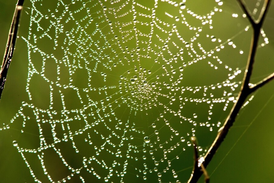 Opleidingen 7 OSW spinnenweb